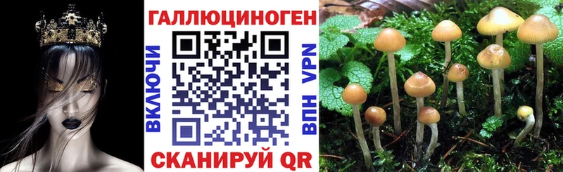 Купить закладки  Велиж  Псилоцибиновые грибы Psilocybe 
